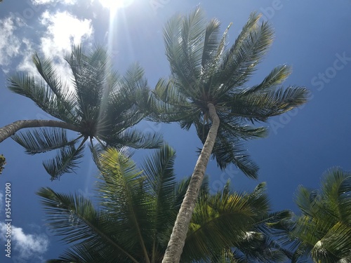 A low angle view of palm trees