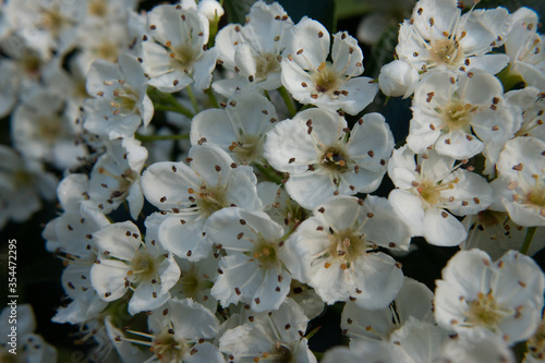 white flowers of a tree