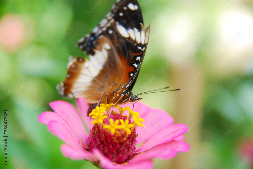 Close up a tropical butterfly alighted on pink zinnia flowers. The butterfly sucks on honey flowers or nectar for its food. this is a symbiosis between a butterfly and a flower Close up a tropical butterfly alighted on pink zinnia flowers. The butterfly sucks on honey flowers or nectar for its food. this is a symbiosis between a butterfly and a flower