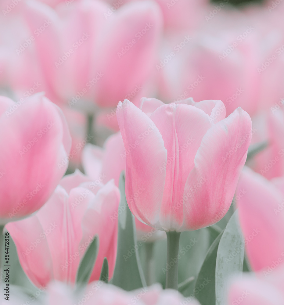 Beautiful Pink tulip ; background or texture