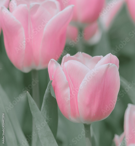 Beautiful Pink tulip   background or texture