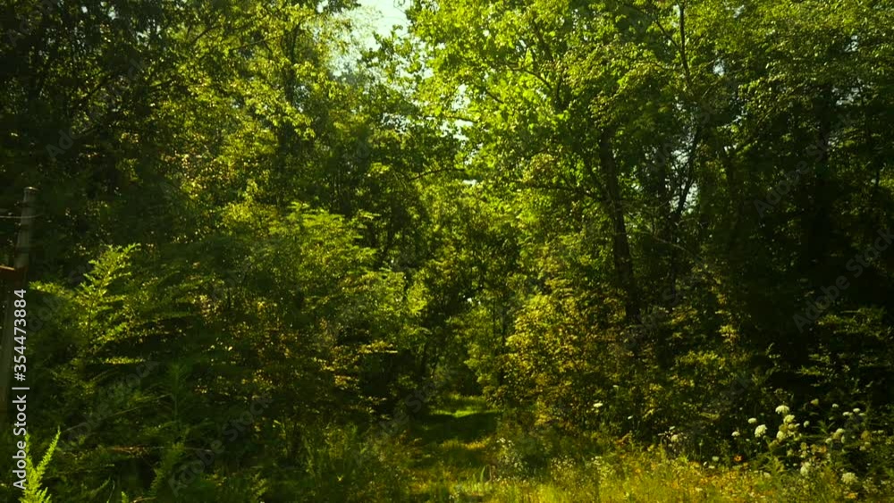 Camera pans down through grassy wooded path. Camera pans down through grassy wooded path.