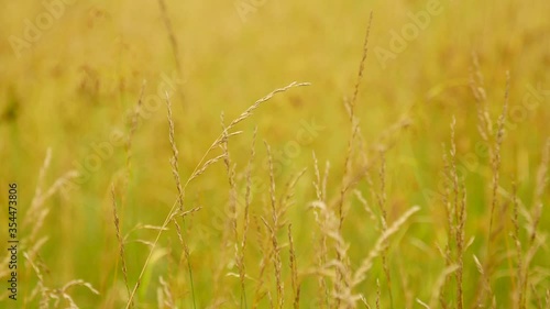 Strands of wheat wave in the wind.