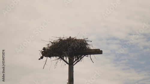 Osprey flies and lands on nest in telephone pole. photo