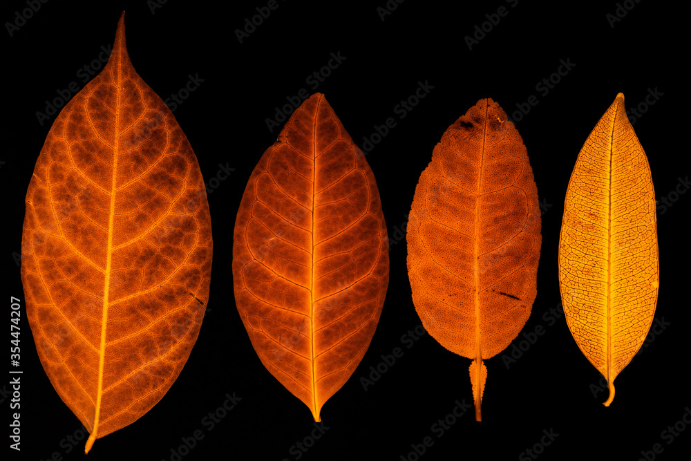 Transparent red leaves with isolated black background for medical conceptual and text adding commercial Transparent red leaves with isolated black background for medical conceptual and text adding commercial
