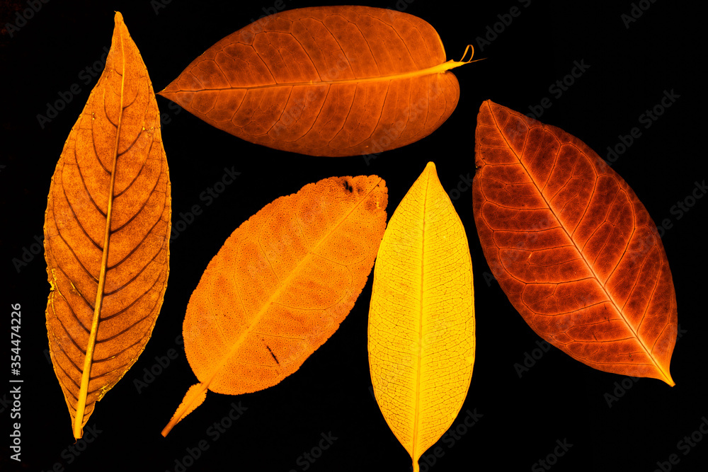 Fototapeta premium Transparent red leaves with isolated black background for medical conceptual and text adding commercial