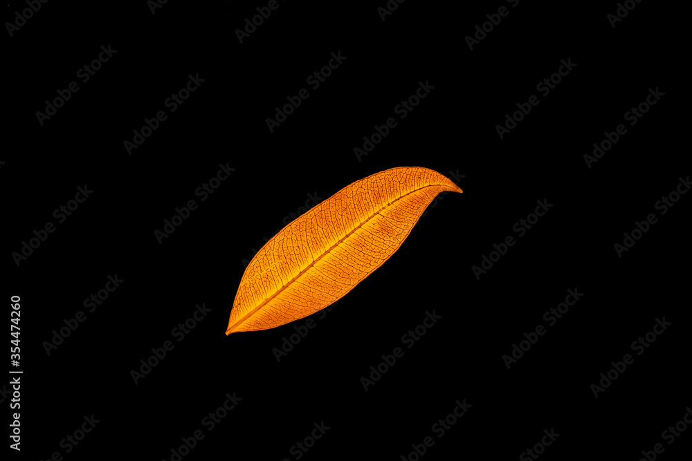 Transparent red leaves with isolated black background for medical conceptual and text adding commercial Transparent red leaves with isolated black background for medical conceptual and text adding commercial