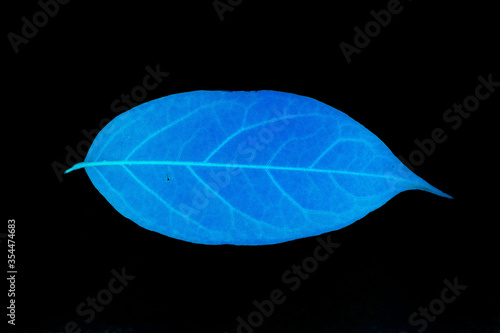 Wallpaper Mural Transparent blue leaves with isolated black background for medical conceptual and text adding commercial Torontodigital.ca