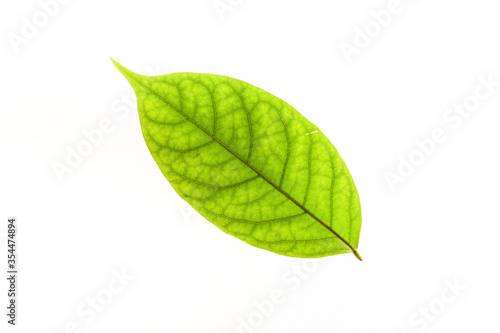 Green leaves with isolated white background for medical conceptual and text adding commercial