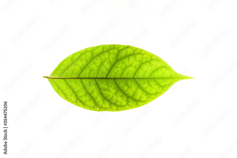 Obraz premium Green leaves with isolated white background for medical conceptual and text adding commercial