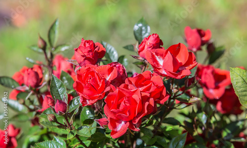 Bush of red roses in the garden