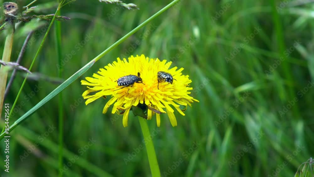 A black beetle sitting on a yellow celandine flower eats nectar. Macro Shot of Flea Beetle inside mustard or rapeseed yellow flowers plant. A black beetle sitting on a yellow celandine flower eats nectar. Macro Shot of Flea Beetle inside mustard or rapeseed yellow flowers plant.