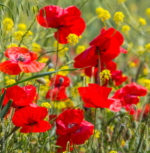 red poppies in spring in the field