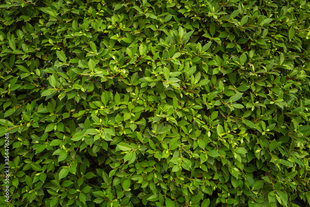 Green Leaves texture background, Green grass wall texture for backdrop design Green Leaves texture background, Green grass wall texture for backdrop design