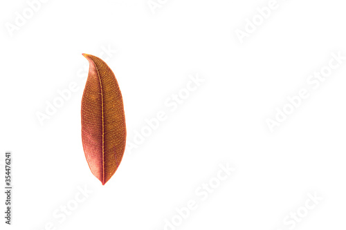 Winter red leaves with isolated white background for relaxing holiday season and text adding commercial