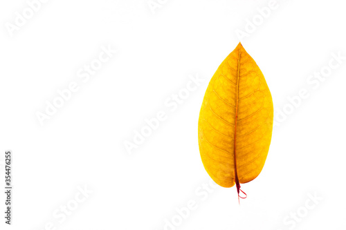 Winter red leaves with isolated white background for relaxing holiday season and text adding commercial