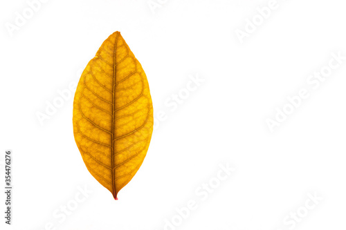 Winter red leaves with isolated white background for relaxing holiday season and text adding commercial © keongdagreat