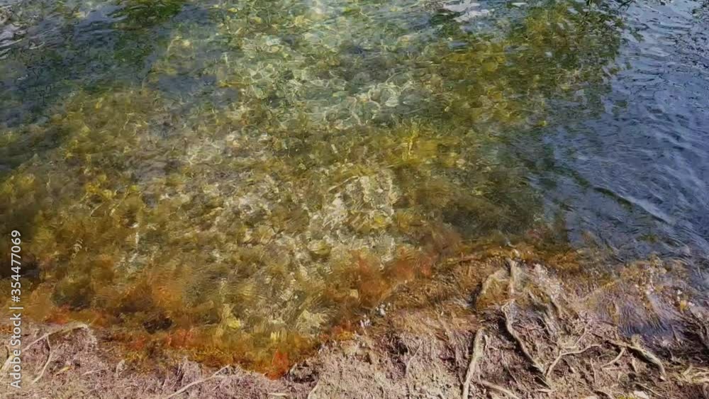 Static view of beautiful clear rippled water hitting root system on shore. Static view of beautiful clear rippled water hitting root system on shore.