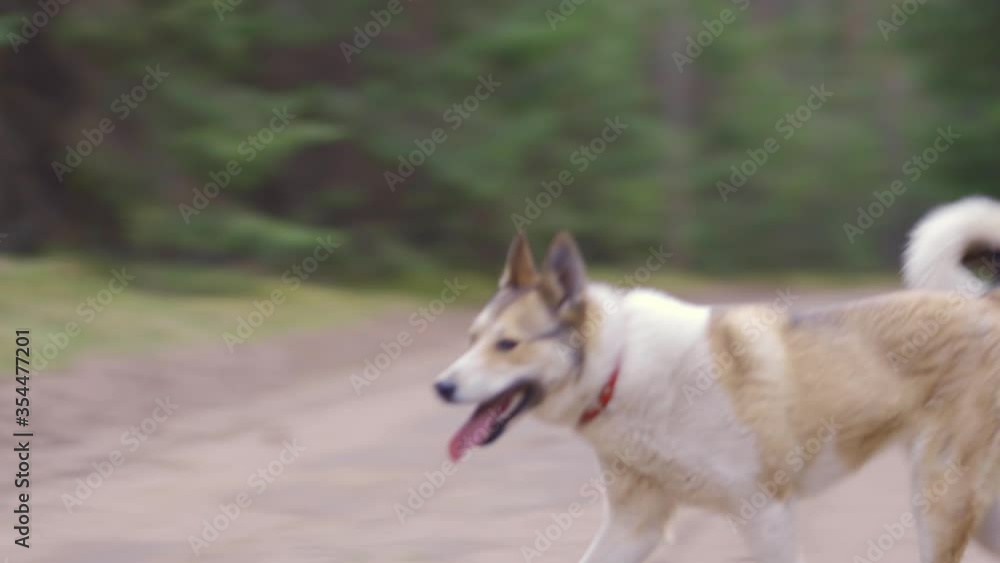 West Siberian Laika walking in forest, telephoto panning shot, Suwalszczyzna, Poland
