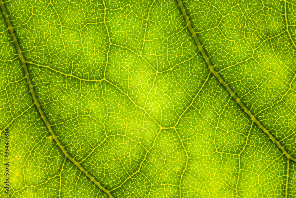 Blur green leaf texture for background indicating love for mother nature and pollution free Blur green leaf texture for background indicating love for mother nature and pollution free