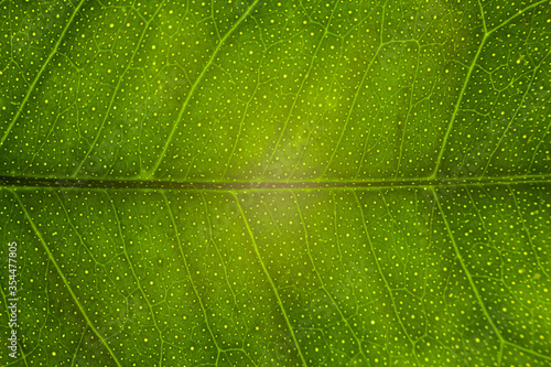 Wallpaper Mural Blur green leaf texture for background indicating love for mother nature and pollution free Torontodigital.ca