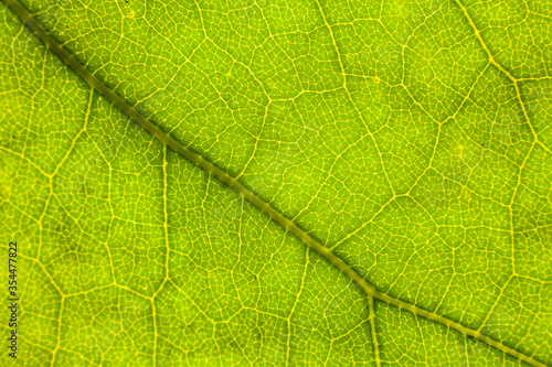 Blur green leaf texture for background indicating love for mother nature and pollution free