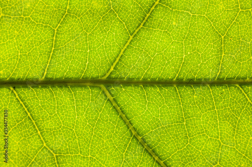 Blur green leaf texture for background indicating love for mother nature and pollution free