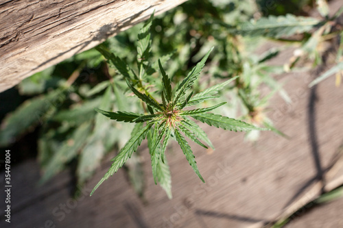 Wild marijuana grows from under the porchplant.