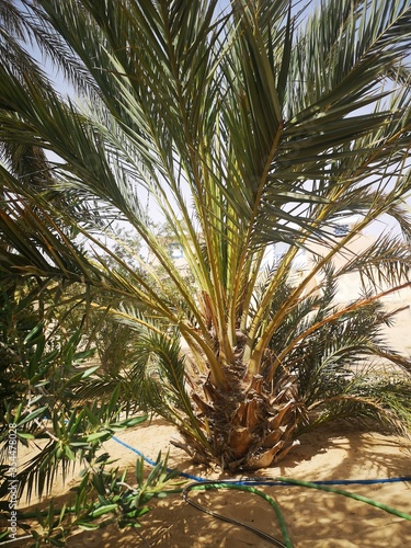 Desert lonely palm