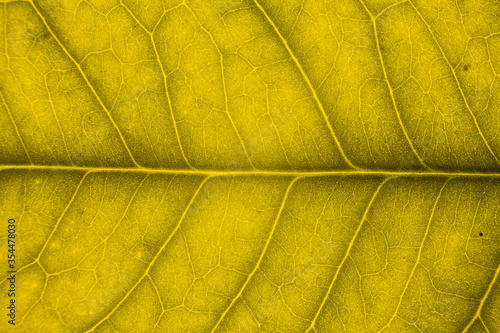 Blur yellow leaf texture for background indicating love for mother nature and pollution free