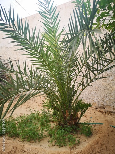 Tunisia Sahara palm