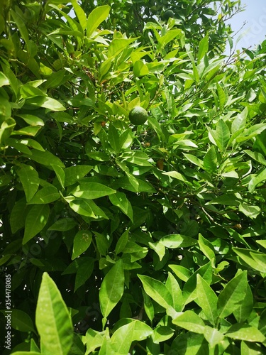 Green citron tree