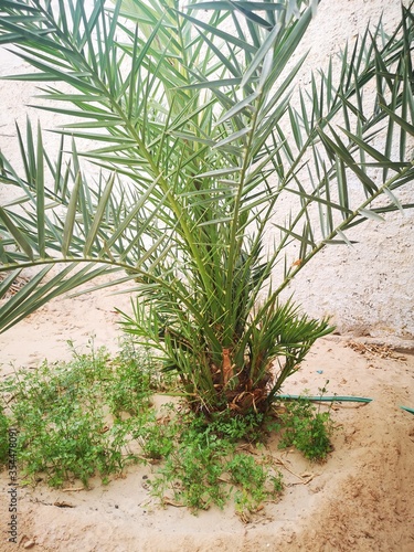 Desert palm