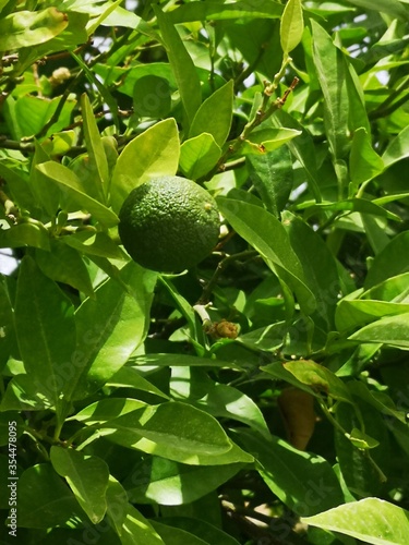 Green orange tree