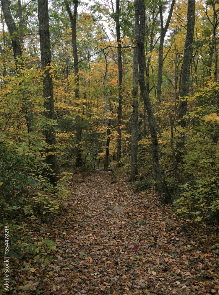 Fototapeta premium View on a hiking trail in autumn with fallen leaves covering the ground