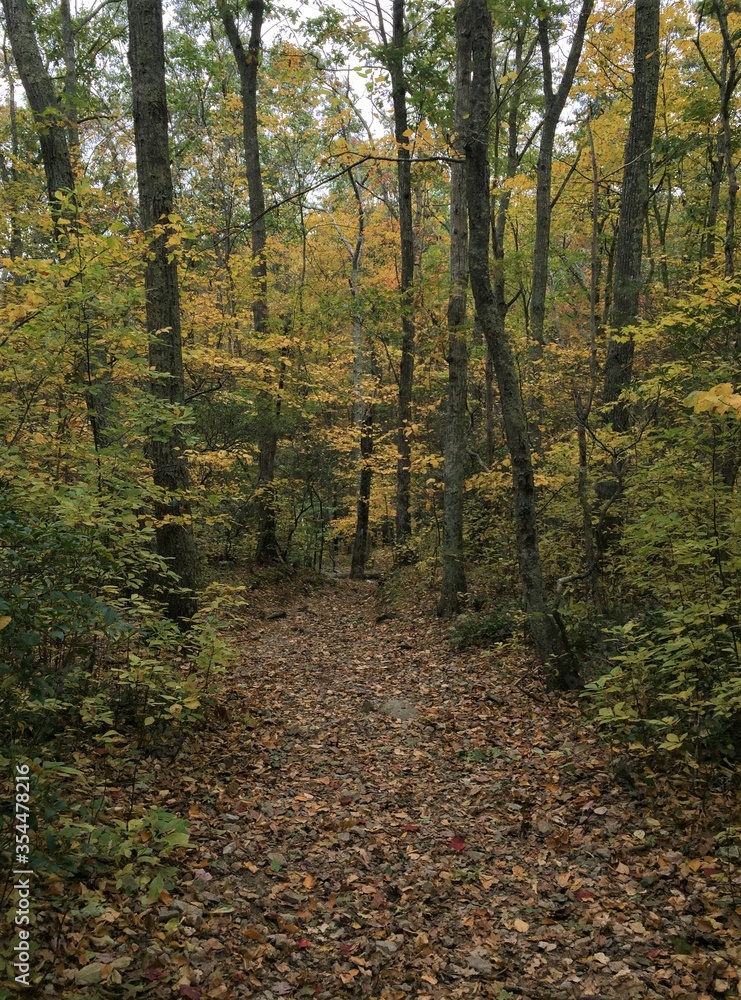 View on a hiking trail in autumn with fallen leaves covering the ground