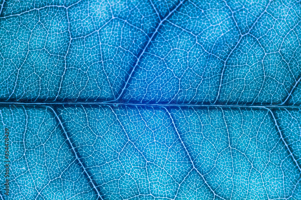 custom made wallpaper toronto digitalBlur blue leaf texture for background indicating UV pollution and modernization