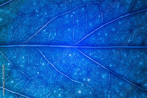 Wallpaper Mural Blur blue leaf texture for background indicating UV pollution and modernization Torontodigital.ca