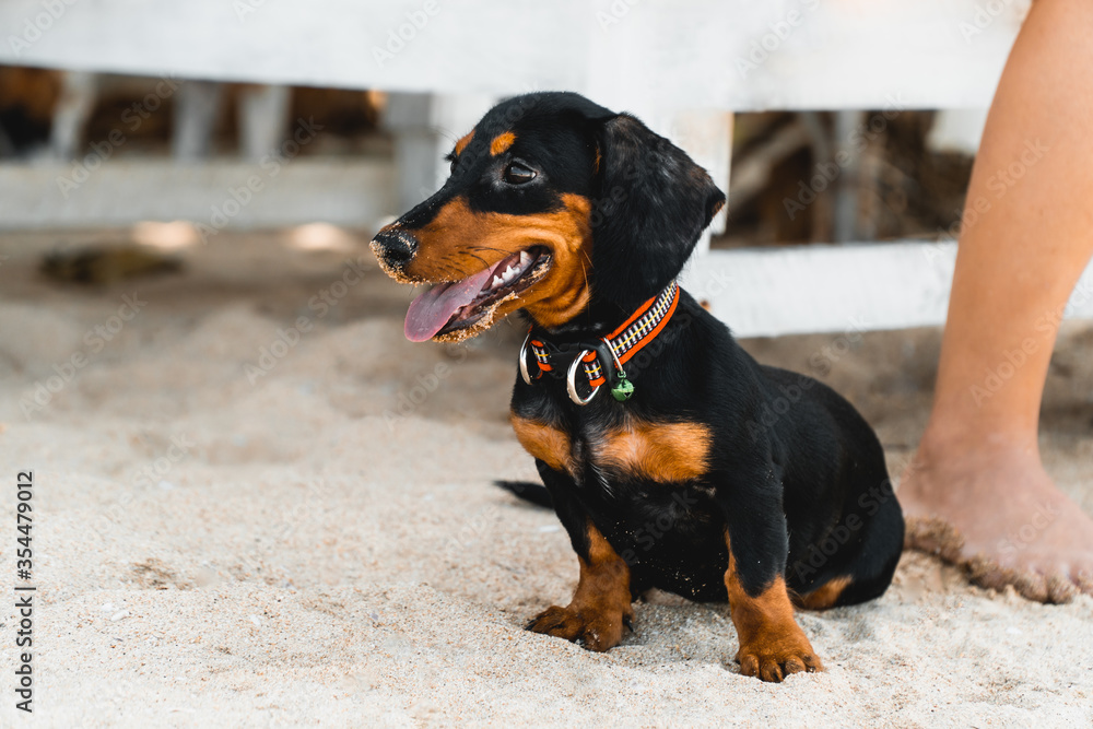 Happy dutschound puppy smiling on a beach sitting on the sand. Portrait of cute adorable dutschound dog in collar on outdoor walk