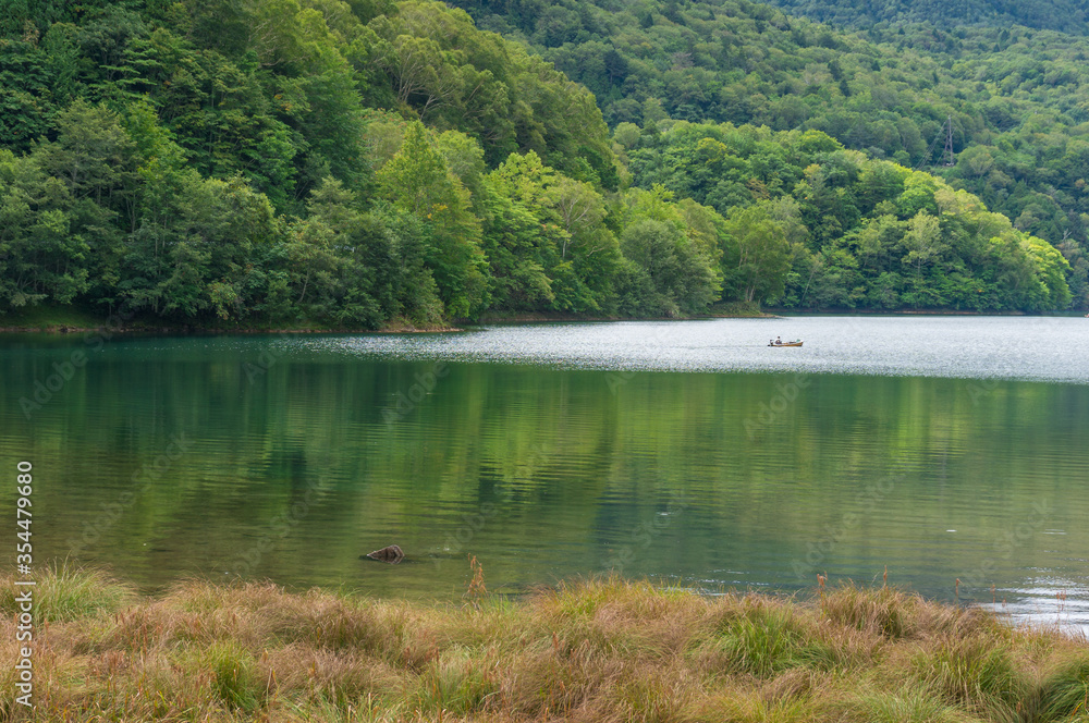Forest lake landscape with green trees and swamp wetlands Forest lake landscape with green trees and swamp wetlands