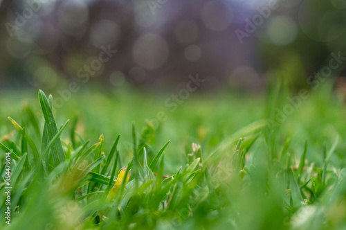 Green grass close up. Green grass, lawn turf texture background