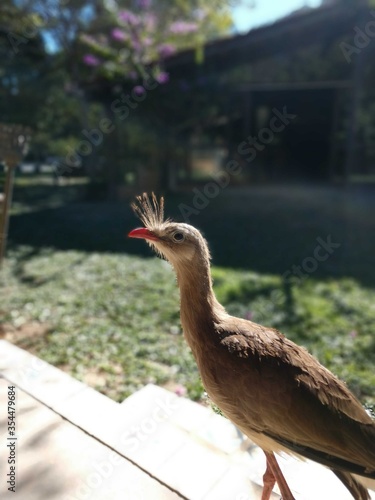 Siriema Bird in Bonito MS photo