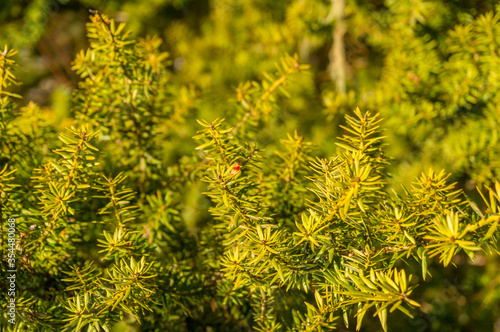 Close up of lush green coniferous foliage with bright green spikes