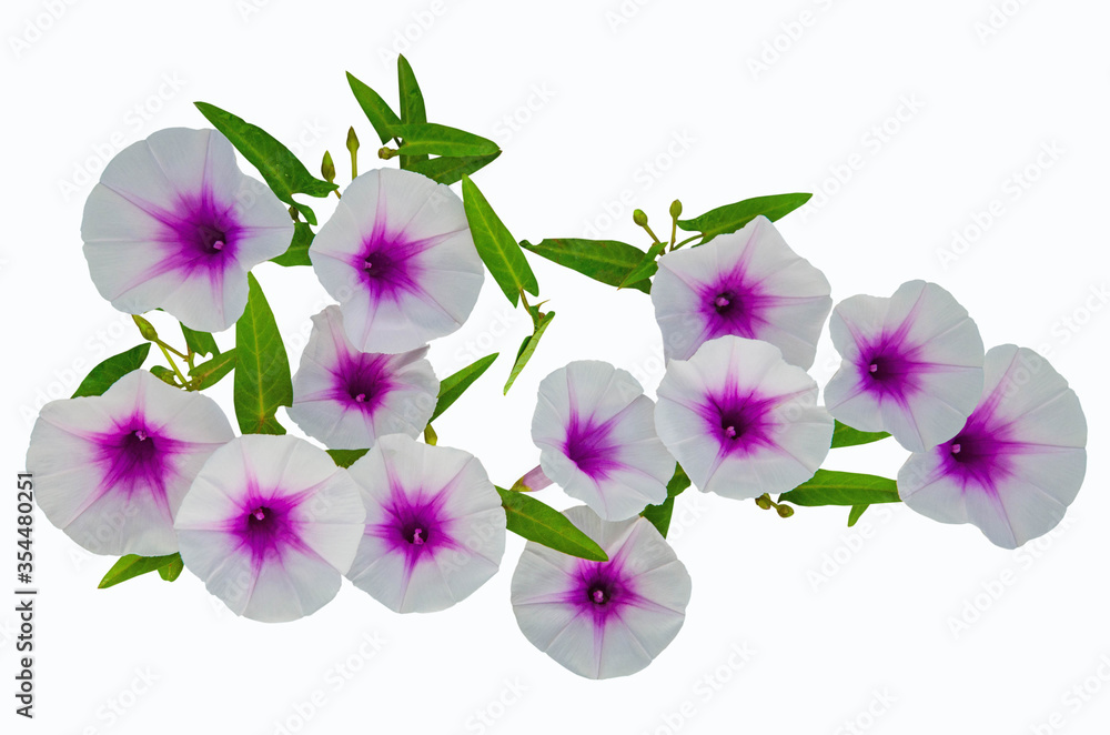 Beautiful morning glory flowers on white background