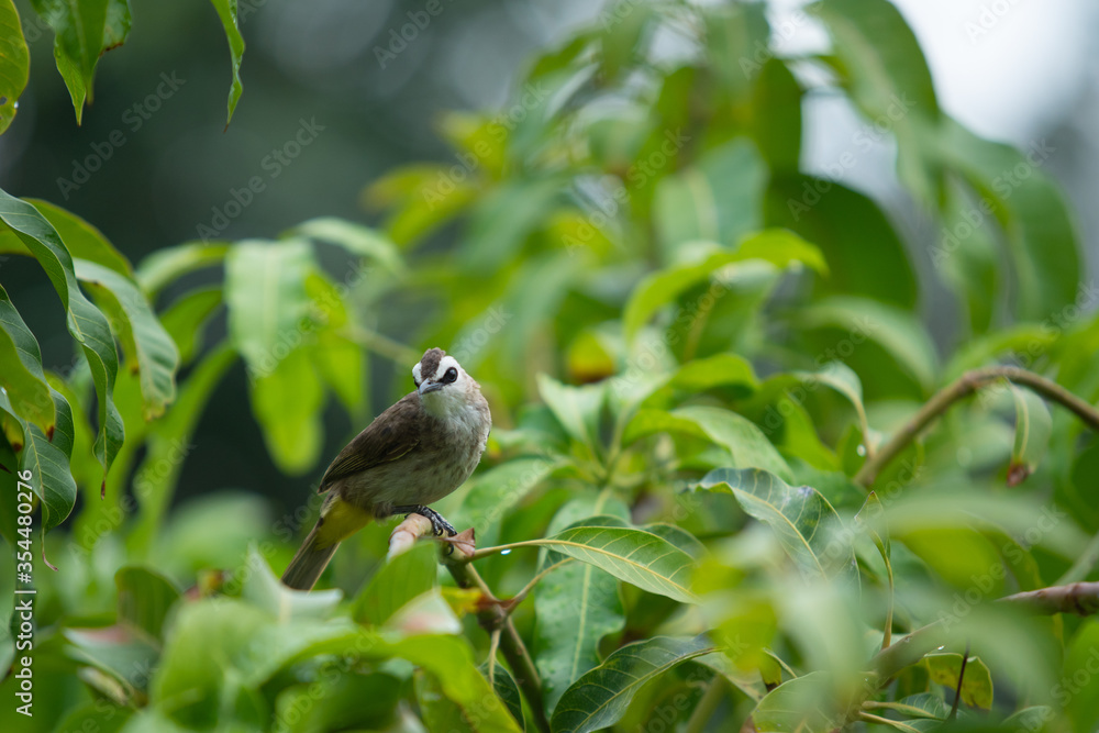 Beautiful little Yellow-Vented Bulbul enjoying with a rain drop on the mango tree close up. Colorful small bird in tropical zone. Wildlife animal concept.