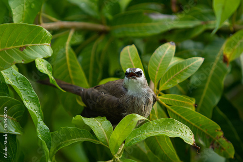 Beautiful little Yellow-Vented Bulbul enjoying with a rain drop on the mango tree close up. Colorful small bird in tropical zone. Wildlife animal concept.