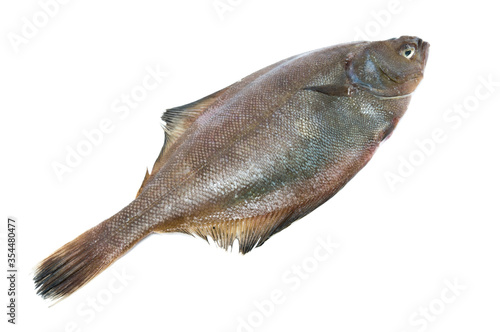 Flatfish on white background