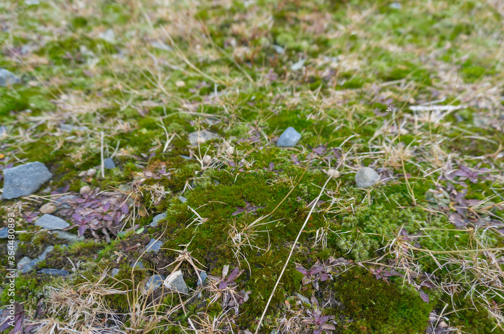 High altitude cold climate green moss on a rock High altitude cold climate green moss on a rock