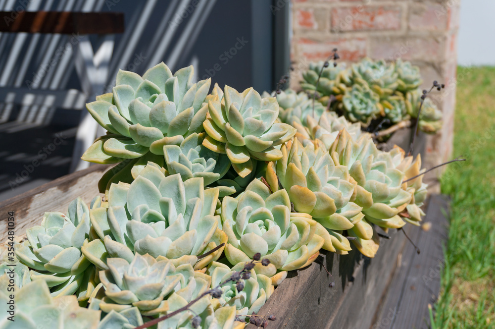 Fototapeta premium Beautiful succulent plants in the flowerpot outdoors