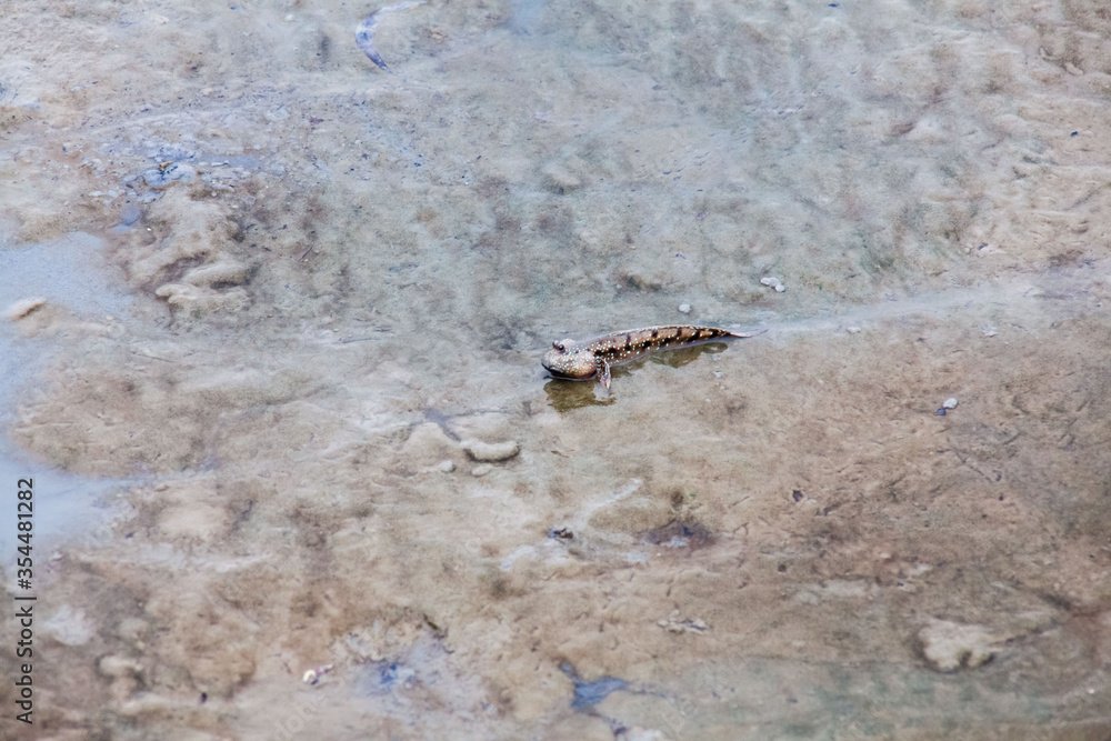 Close up view of real mud skipper by the shore Close up view of real mud skipper by the shore